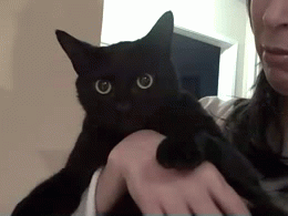 georgetakei:  I come from Cat-sylvania.Source: Awwww Pets