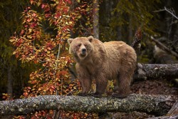 fuck-yeah-bears:  Momma Grizzly Here II by Buck