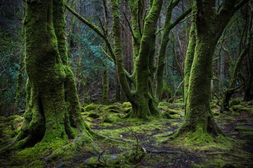 spiritofthewoodlands:   Magic Forest by janarudt 