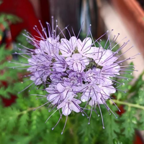 #flowerPower #instaflower #flower #spring #nature #blooming #vegetal #fleur #printemps #floraison #t