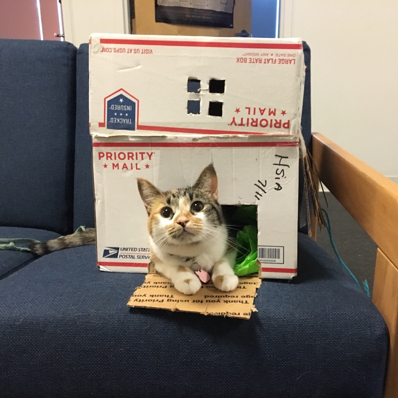 penicillium-pusher: penicillium-pusher:   Naomi loves laying in boxes, but she was