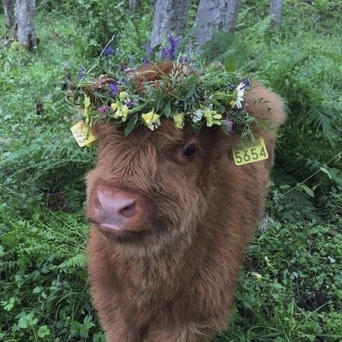 happyheidi:~ Flowercows ♡ 🌷🐄 🍃 porn pictures