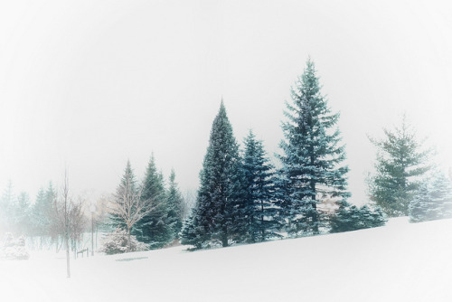 Winter scene by le cabri on Flickr.