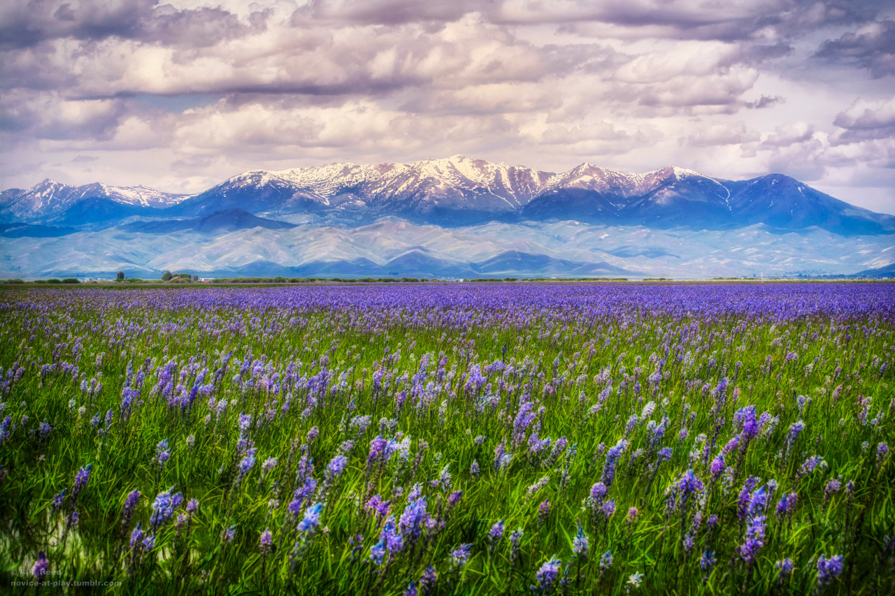 novice-at-play:Lilies of Camas Prairie, guarded by The Soldier Mountains Lilies guarded