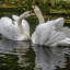 ballet-ofthe-lotus