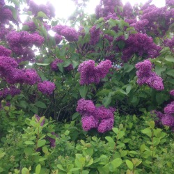 nat-uralist:  lilacs which I’m allergic too (I fell into the bush and now I’m having a reaction)