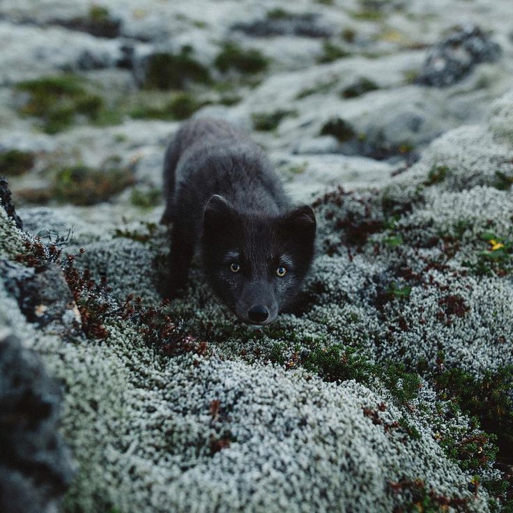 grayskymorning:  Christopher Kerksieck