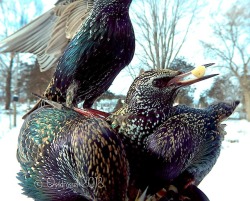 elodieunderglass:  angelsintheslips:  thecringeandwincefactory:  ostdrossel: Starlings are weird. So pesky, loud and aggressive, but also flying rainbow wonders. The bird above is the Common Starling, the type that got introduced to North America from