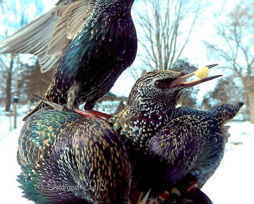 elodieunderglass: angelsintheslips: thecringeandwincefactory: ostdrossel: Starlings are weird. So pe