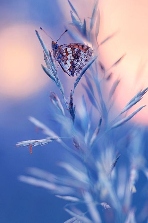 a-celebration-of-beauty:  Delicate nature