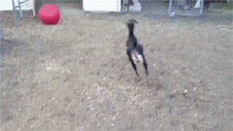 sizvideos:  Best Use For A Yoga Ball according to goats - Video - Follow us 
