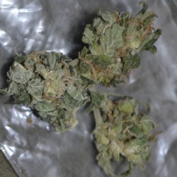 thc-kittyy:  idk what strain this is but