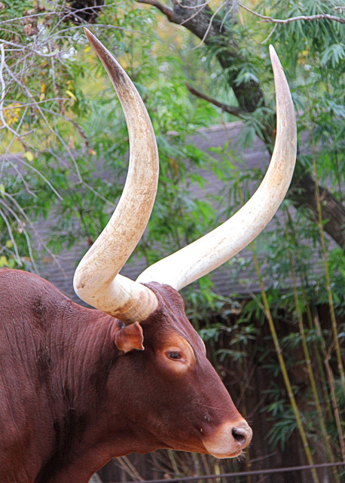 Ankole-Watusi Cattle  (Bos taurus)