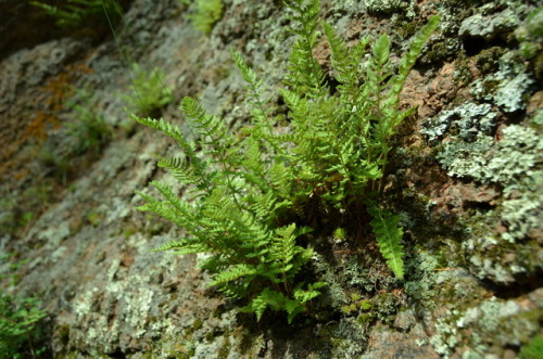 What is growing on the rocks.