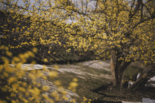 2022-03-20Spring, Cornus officinalis VillageCanon EOS R3 + RF50mm f1.2LInstagram  |  hwantastic79viv