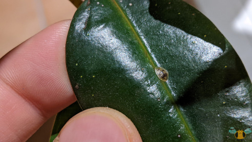 Soft Brown Scale Insect - Coccus hesperidumBuilding off of last week, it seems there’s a theme of sm