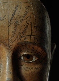 Phrenology head, by unknown wood carver,