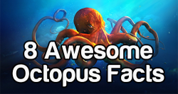 nowyoukno:  Octopus Facts! Source for more