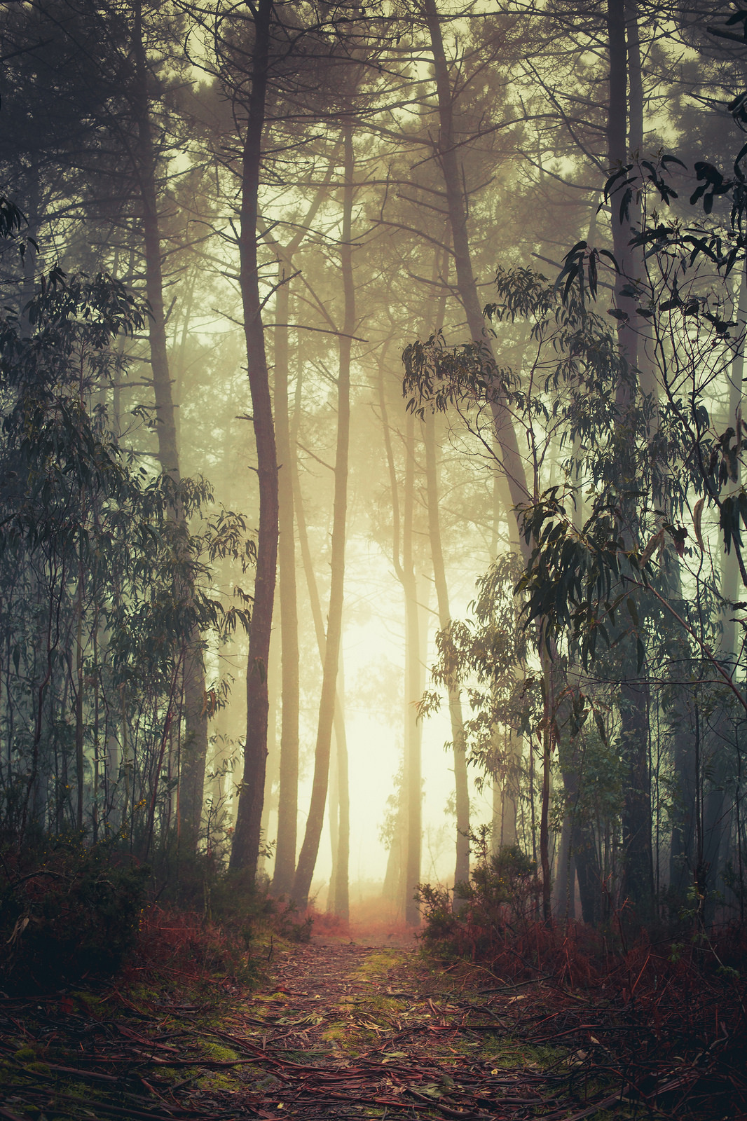 tulipnight:  Keep Going by Pablo Castro Fernández 