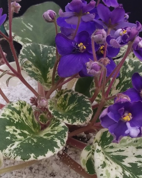 Baby’s first African Violet!!I’ve never seen a variegated one before, so when I saw th