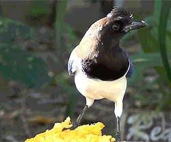 becausebirds:  The Curl-crested Jay has a stylish hairdo, just because…because