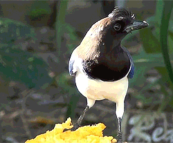 becausebirds:  The Curl-crested Jay has a stylish hairdo, just because…because birds, dare I say?? Source: Youtube, Flickr 