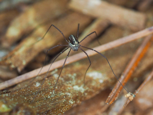 onenicebugperday:Harvestman, Caddo agilis, OpilionesFound primarily in the northeastern United State