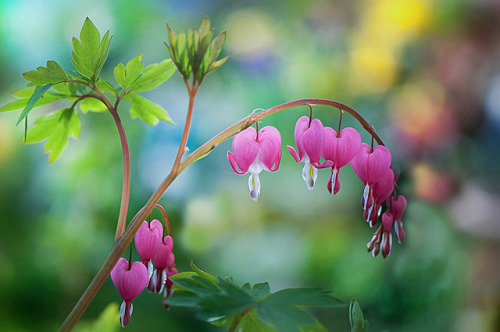 Bleeding Hearts by Jacky Parker Floral Art on Flickr.