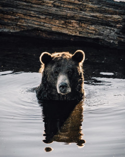 upknorth:  Wild neighbors.  Grizzly portrait by Lachlan S. | Find us @upknorth 