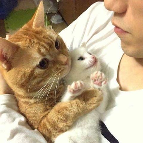 awwww-cute:  Mommy (Source: http://ift.tt/2py6gRt)