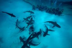 sharkhugger:  Cristina Zenato, doing her thing!  Her babies are making a heart made of sharks!  OuOPhoto URL: FB  Image Eddy Raphael  OK… I’m soooorta back in action.  I had to make a new FB account and send in a help request about my usual account…