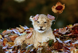 nubbsgalore:  photos by anderw milligan of an eleven week old cub playing in a pile of autumn leaves at the blair drummond safari park in stirling 