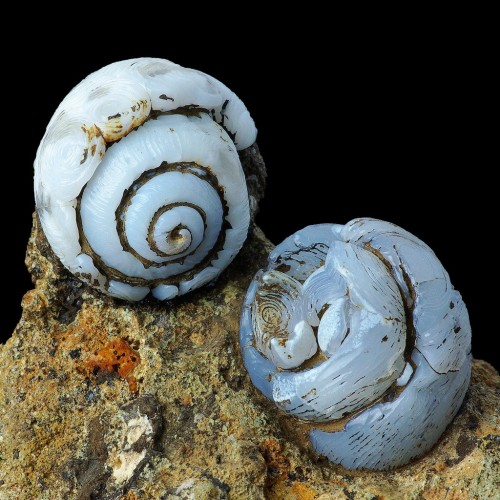 Helix Ramondi (land snail fossil) epigenised with Lussatite - Dallet, France