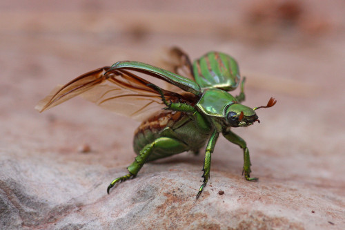 onenicebugperday: Glorious Scarab, Chrysina gloriosaFound in the southwestern United States from Tex