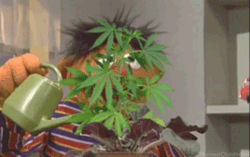 smokeitagainstpain: strainmadness:   420kushmobile:  Ernie gif  Marijuana   High Society! 