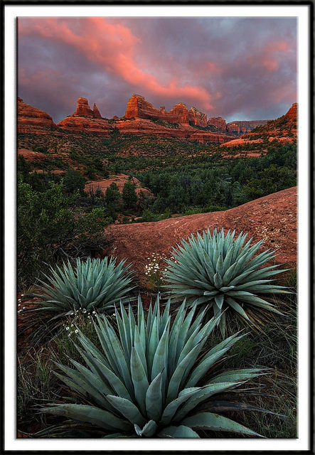 wapiti3:  Guy Schmickle photos (The Desert Southwest -Magical Sedona ) on Flickr. 1-An Agave Trio and Mitten Ridge  2-Harding Springs in Oak Creek Canyon, Arizona 3-The Cibola Mitten at Sunset - Sedona, Arizona 4-Fiery Sunset Over Mitten Ridge - Sedona,