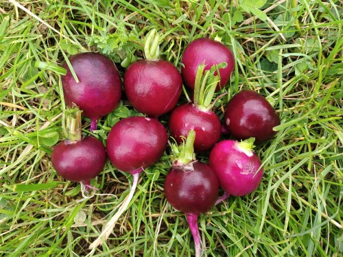 First Malaga Violet radishes. Not as dark as I expected, but these are still small, maybe in if give