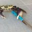 crab-identifier