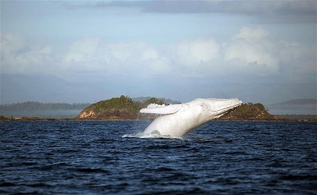 thelovelyseas:  These stunning images capture a graceful show by a rare white humpback