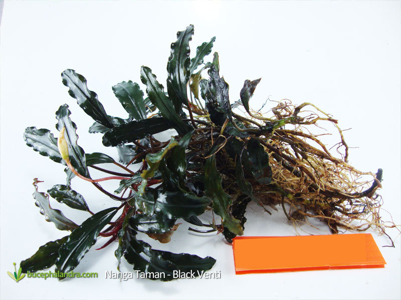 Bucephalandra Black Venti from Nanga Pinoh, long leaves bucephalandra with dark color and red stem.