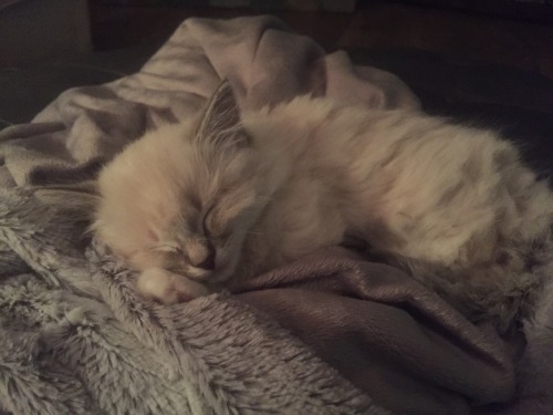 literarynerd:Meet my new kitten Poppy.