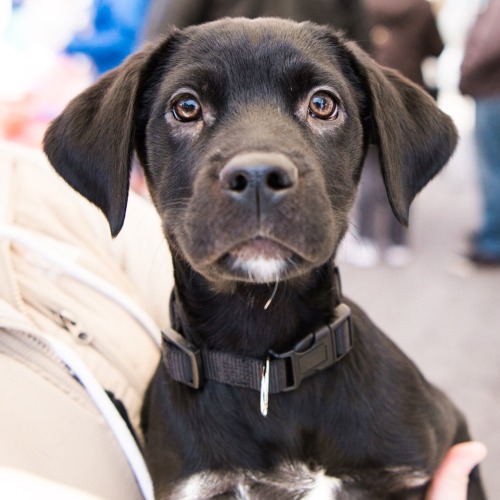 thedogist:Carter, Labrador Retriever mix (3 m/o) – Available for adoption (along with his brot