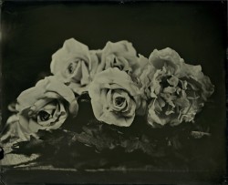 brookelabrie:  Flowers and Leaves8x10 tintype©