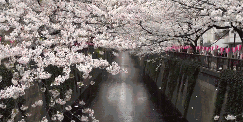fuckyeahjapanandkorea:  Cherry Blossoms at Nakameguro, Tokyo - 目黒川の桜 