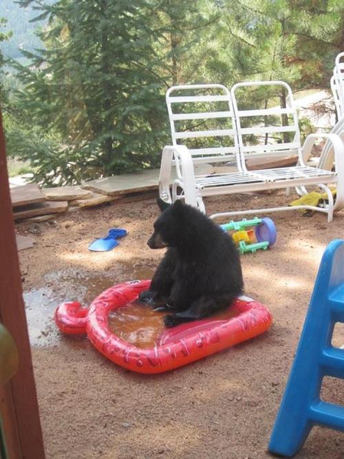 tastefullyoffensive:  Bears Doing Human Things [via]Previously: Before and After Pictures of Animals Growing Up 