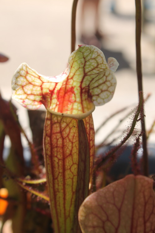 Sarracenia purpurea ssp. purpurea x “Leah Wilkerson”