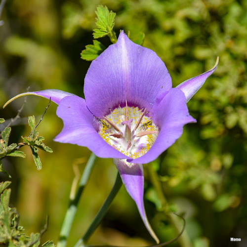 Wild tulip in Oregon.