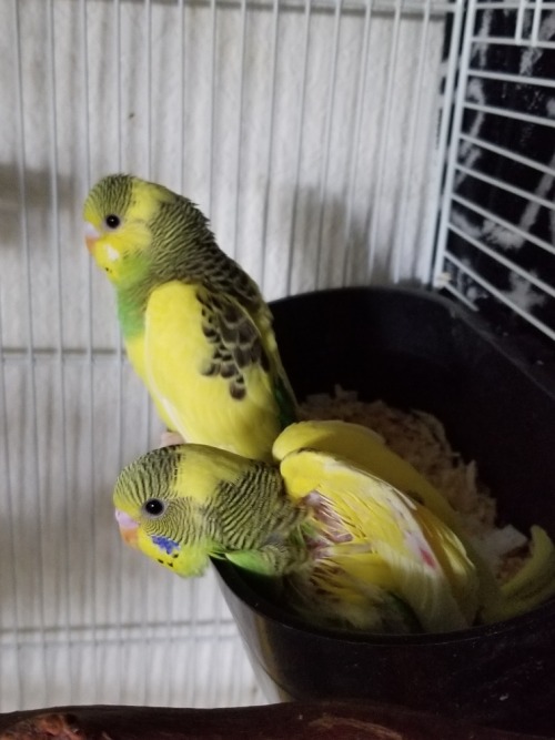 They both ate a lot of pellet powder today, and they both regularly pop out to sit on the edge of th