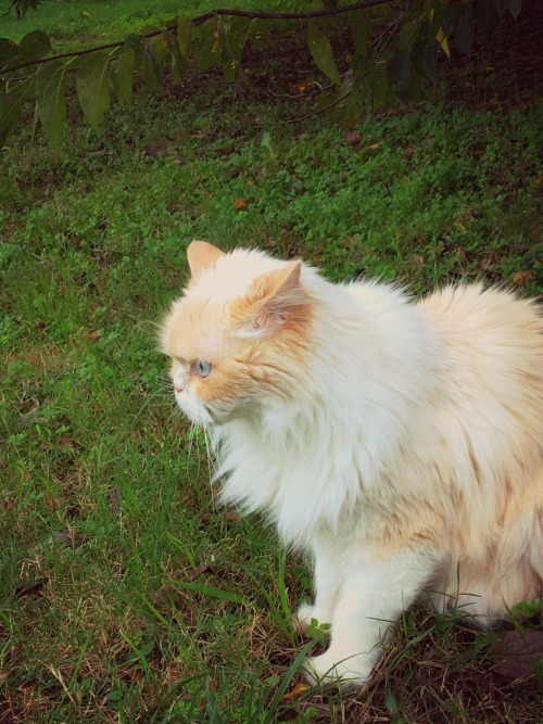 princesstigerbelle: braceyourself-marchingband: My cat is an ethereal fairy cat!  @mostlycatsmo