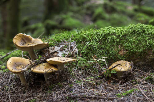 Forest Mushrooms by sorstrommen ift.tt/1QUBf2P